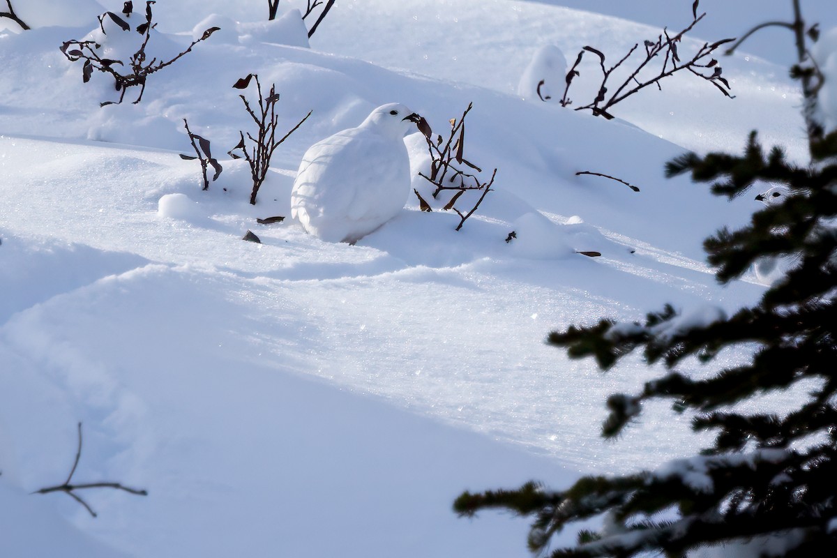 White-tailed Ptarmigan - ML626768281