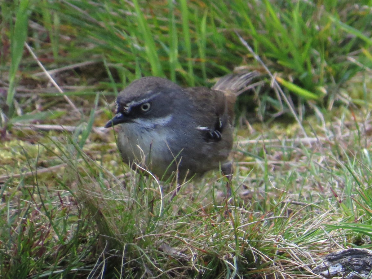 White-browed Scrubwren (White-browed) - ML626768323