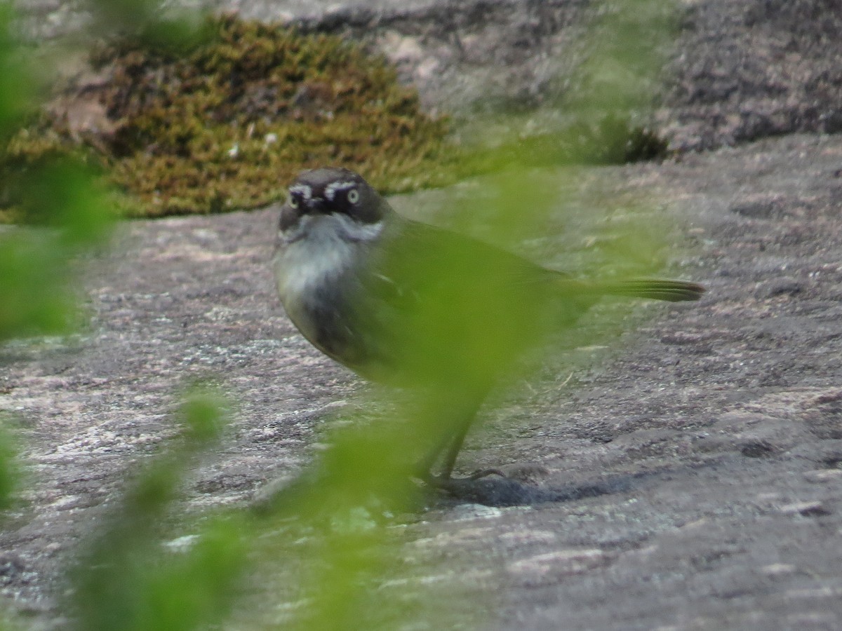 White-browed Scrubwren (White-browed) - ML626768324