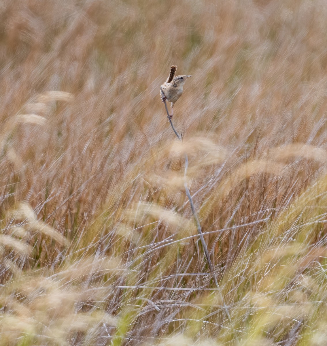 Grass Wren (Austral) - ML626768373