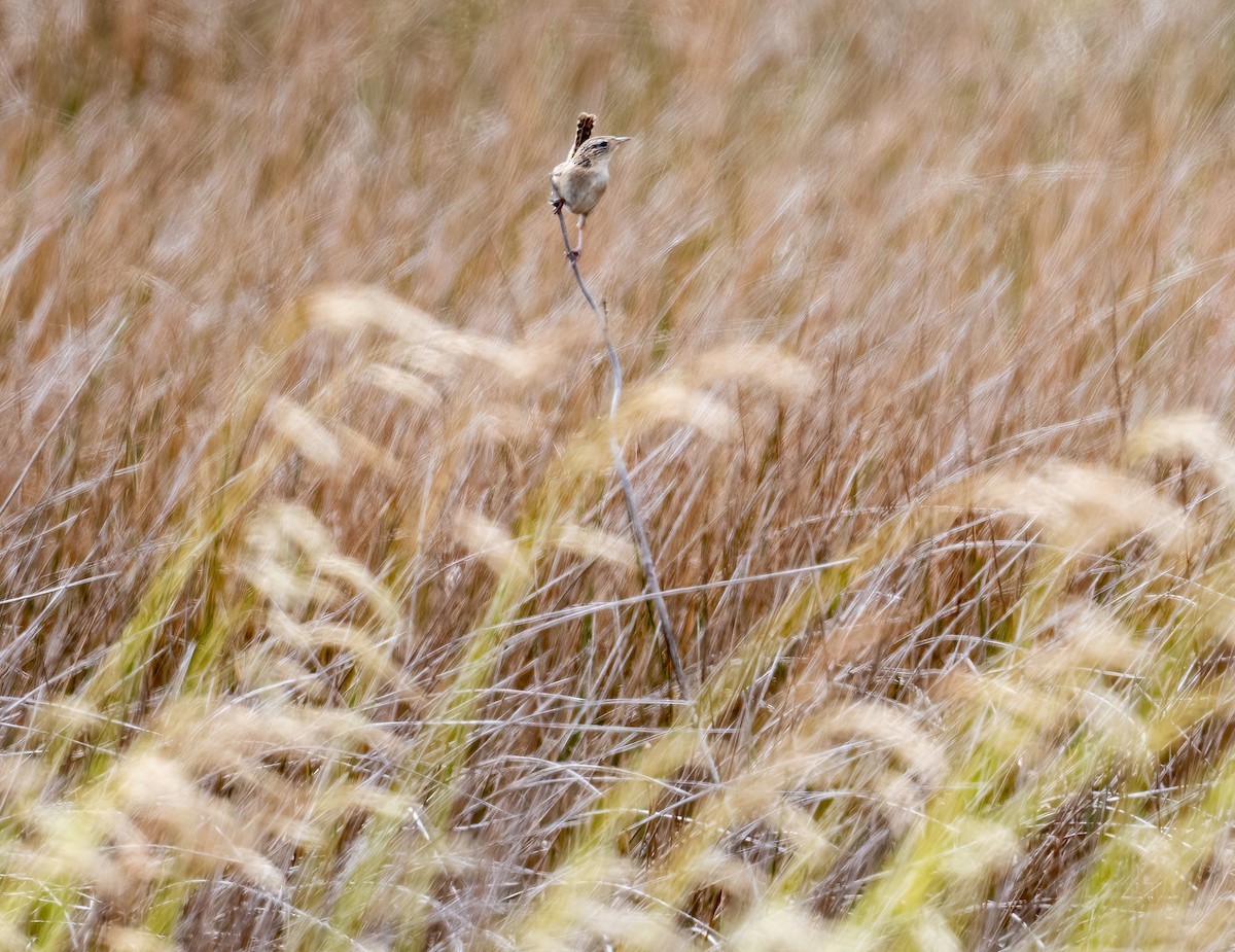 Grass Wren (Austral) - ML626768374