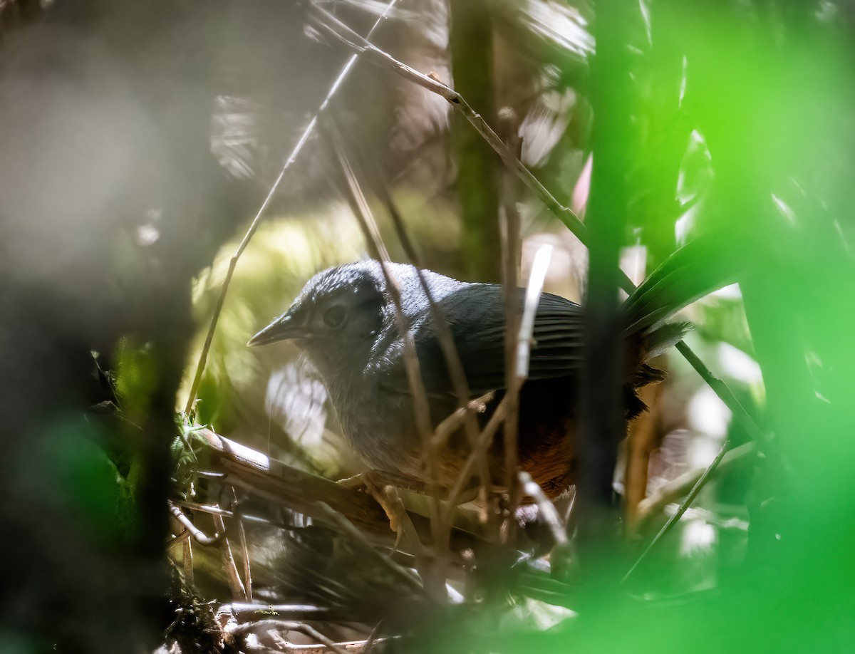 Ochre-flanked Tapaculo - ML626768381