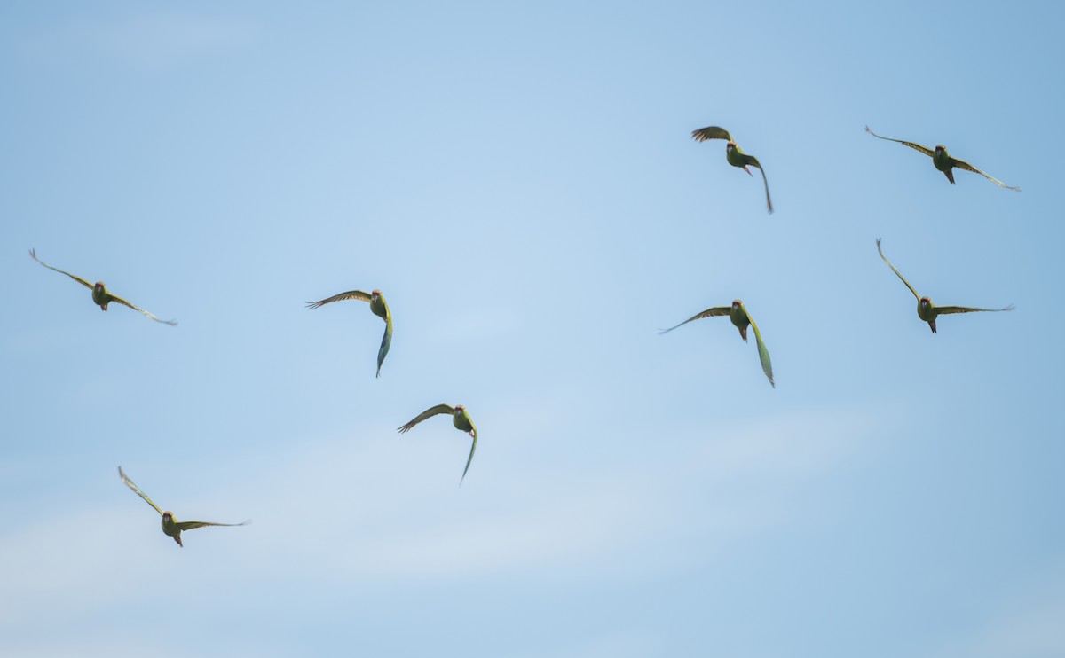 Slender-billed Parakeet - ML626768386