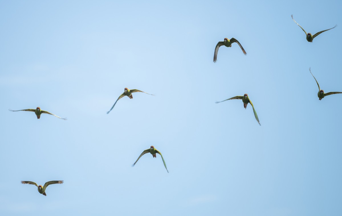 Slender-billed Parakeet - ML626768387