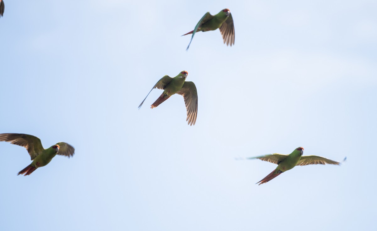 Slender-billed Parakeet - ML626768388