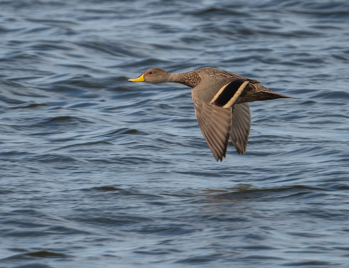 Yellow-billed Pintail - ML626768396