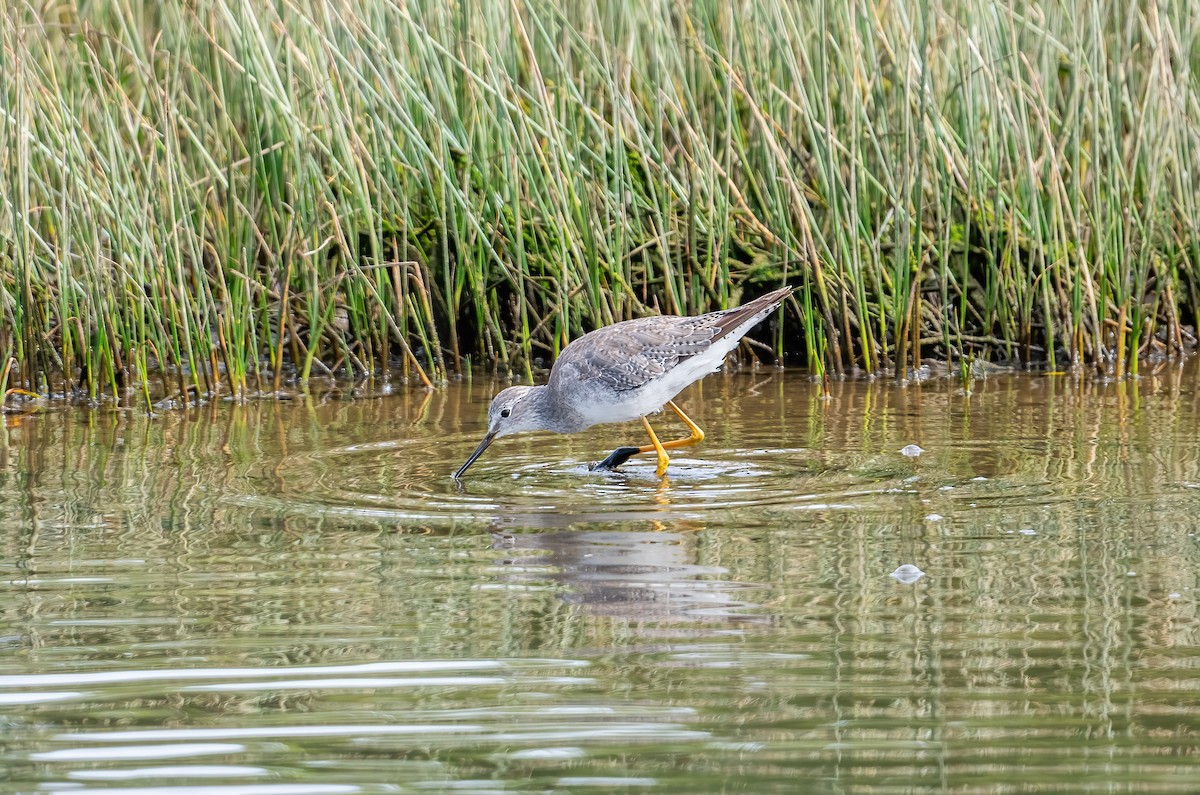 Greater Yellowlegs - ML626768408