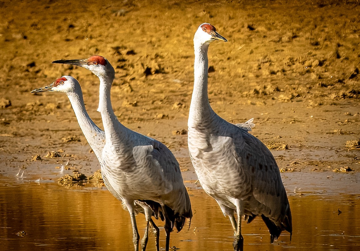 Sandhill Crane - ML626768410