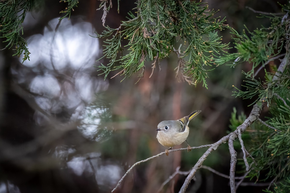 Ruby-crowned Kinglet - ML626768425