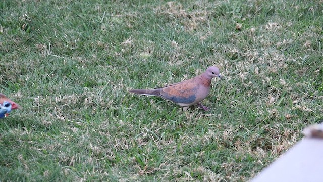 Laughing Dove - ML626768536