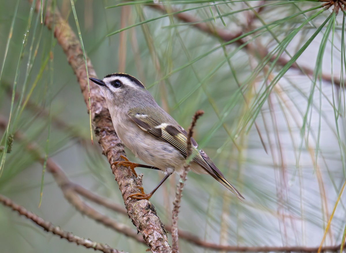 Golden-crowned Kinglet - ML626768574