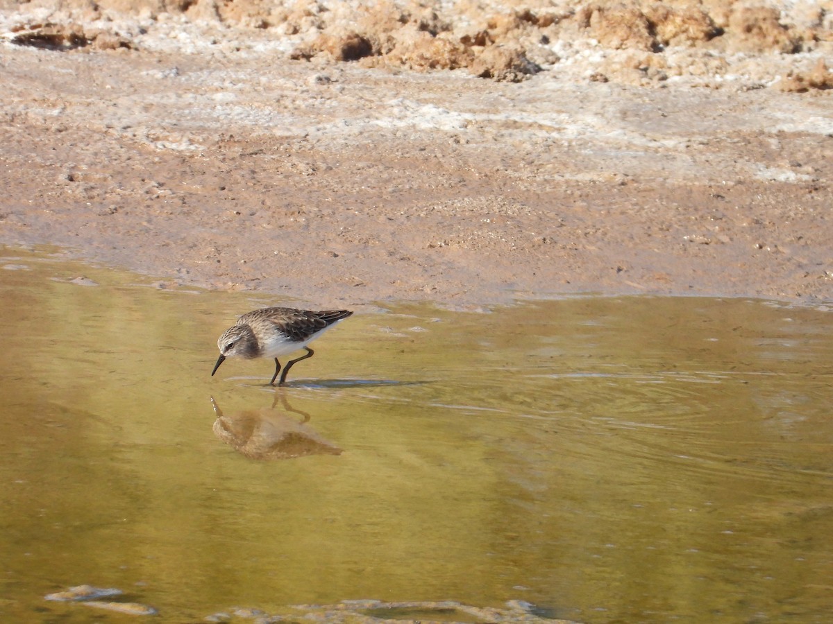 Least Sandpiper - ML626768808