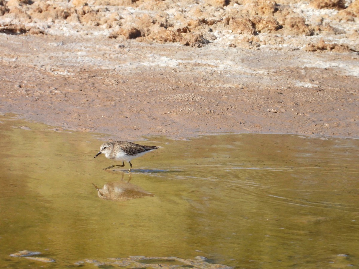 Least Sandpiper - ML626768809