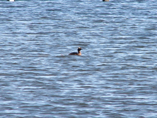 Horned Grebe - ML62676891