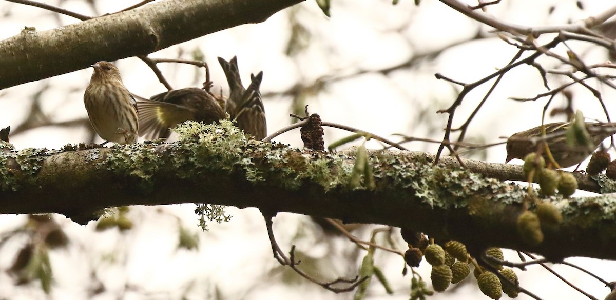 Pine Siskin - ML626768991