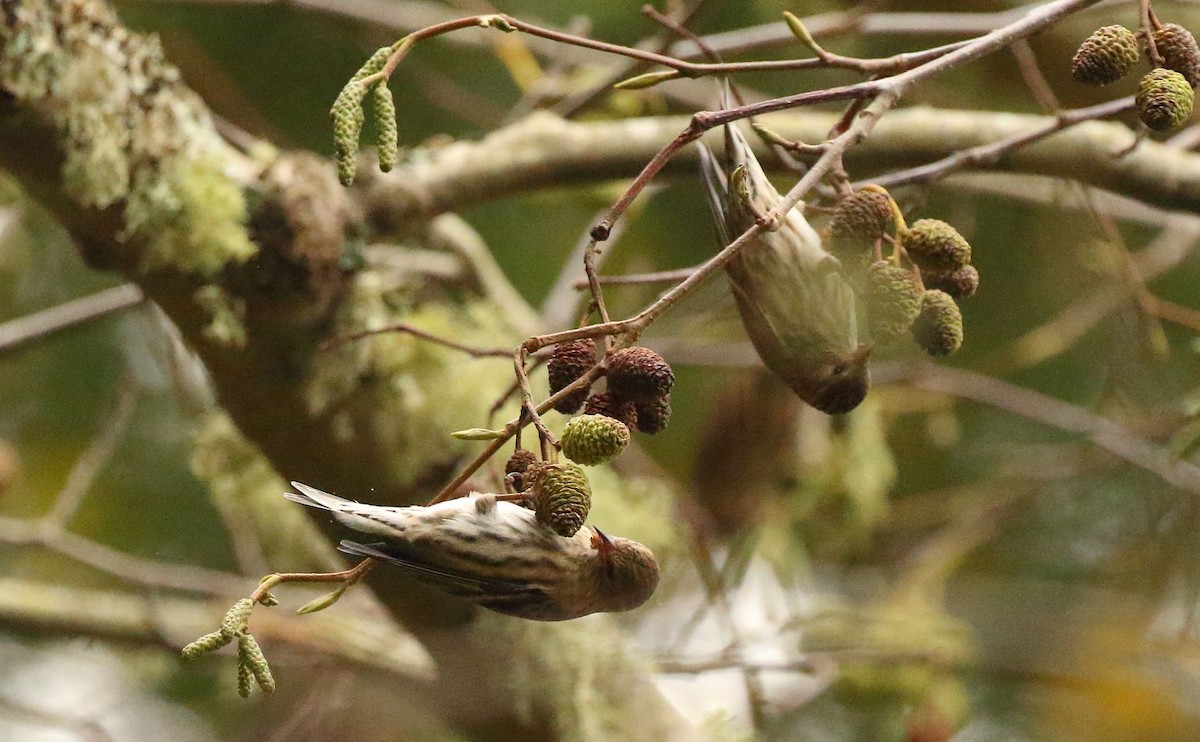 Pine Siskin - ML626769000