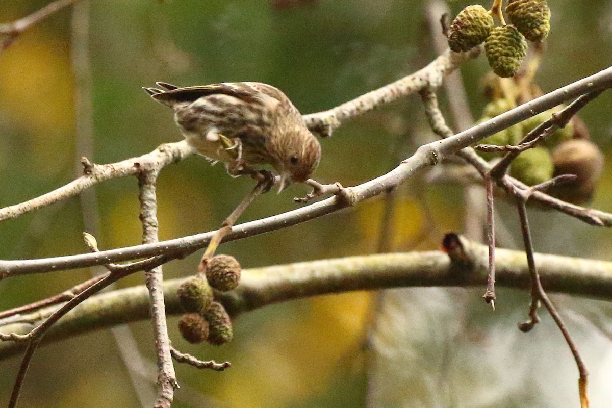 Pine Siskin - ML626769001