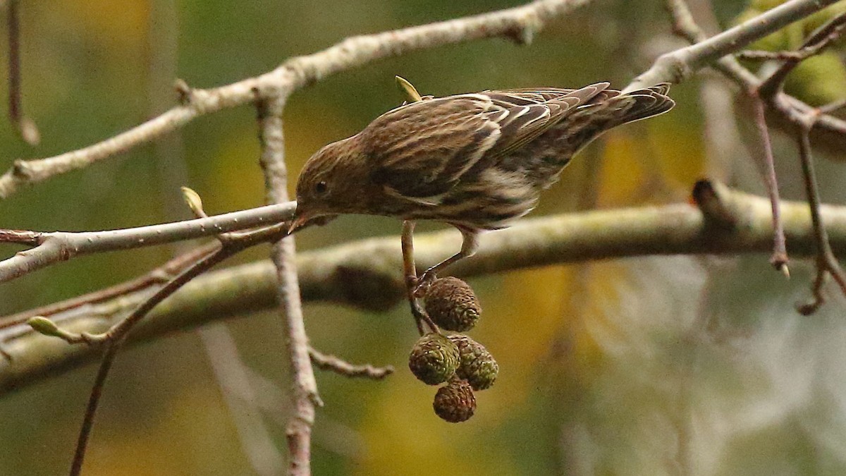Pine Siskin - ML626769002