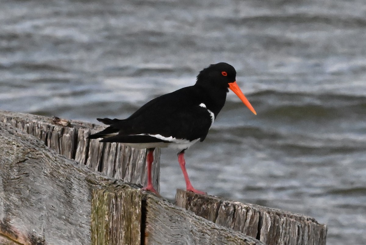Pied Oystercatcher - ML626769267