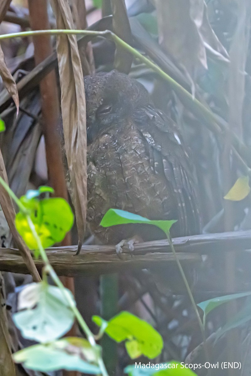 Madagascar Scops-Owl (Rainforest) - ML626769673
