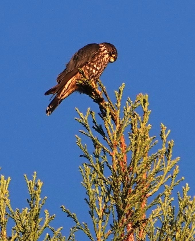 Merlin - ML626769942