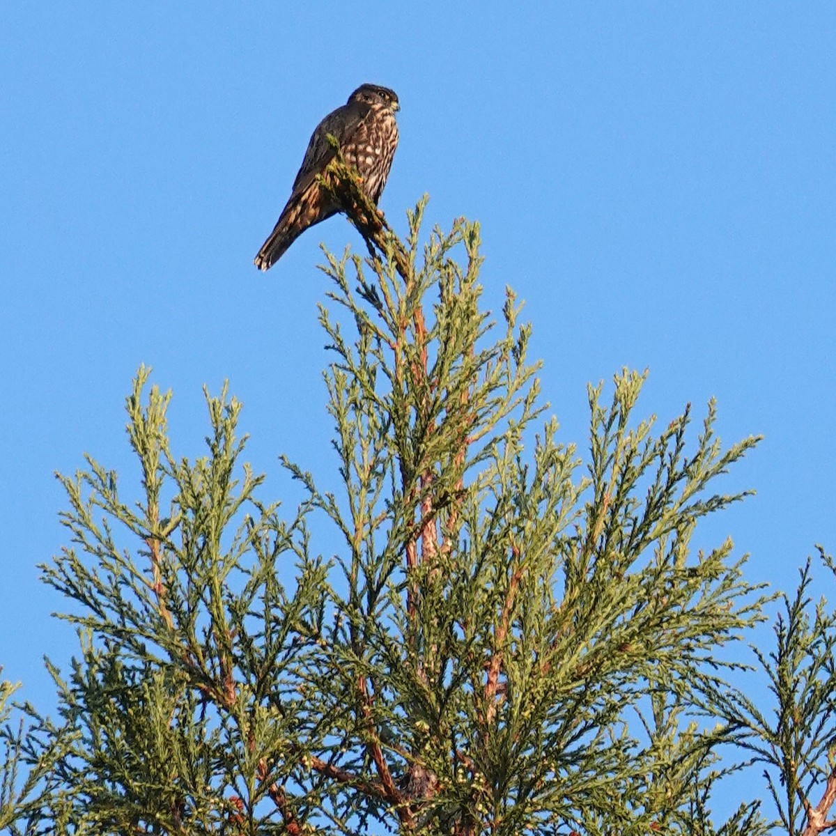 Merlin - ML626769943