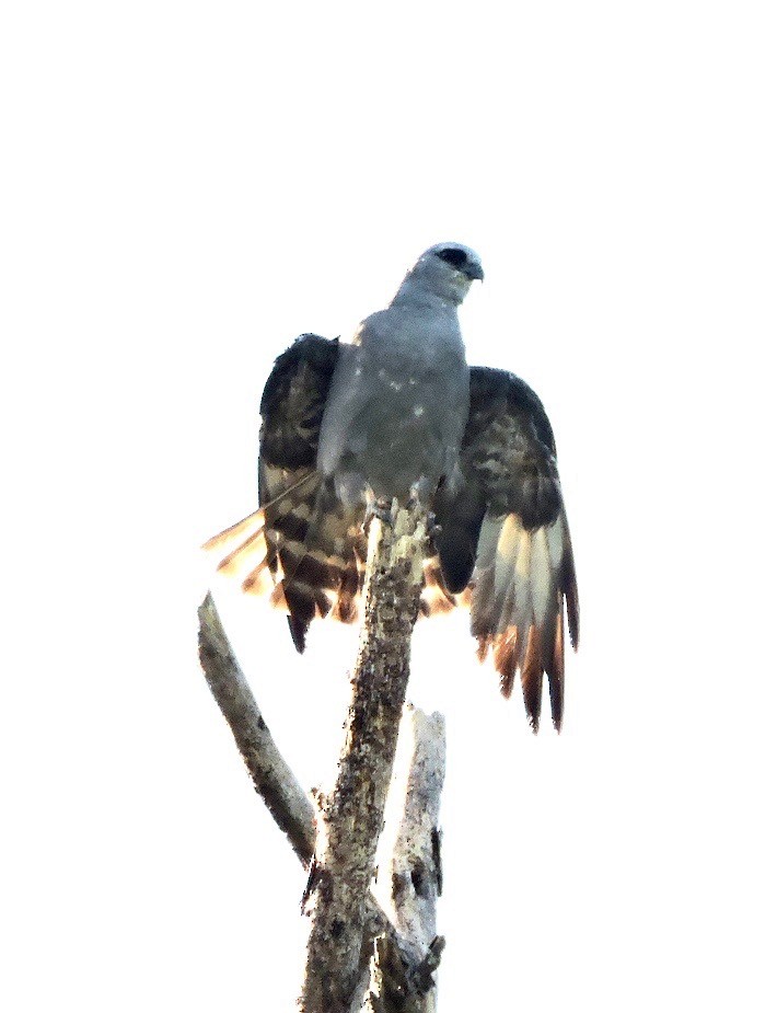 Mississippi Kite - ML62677031