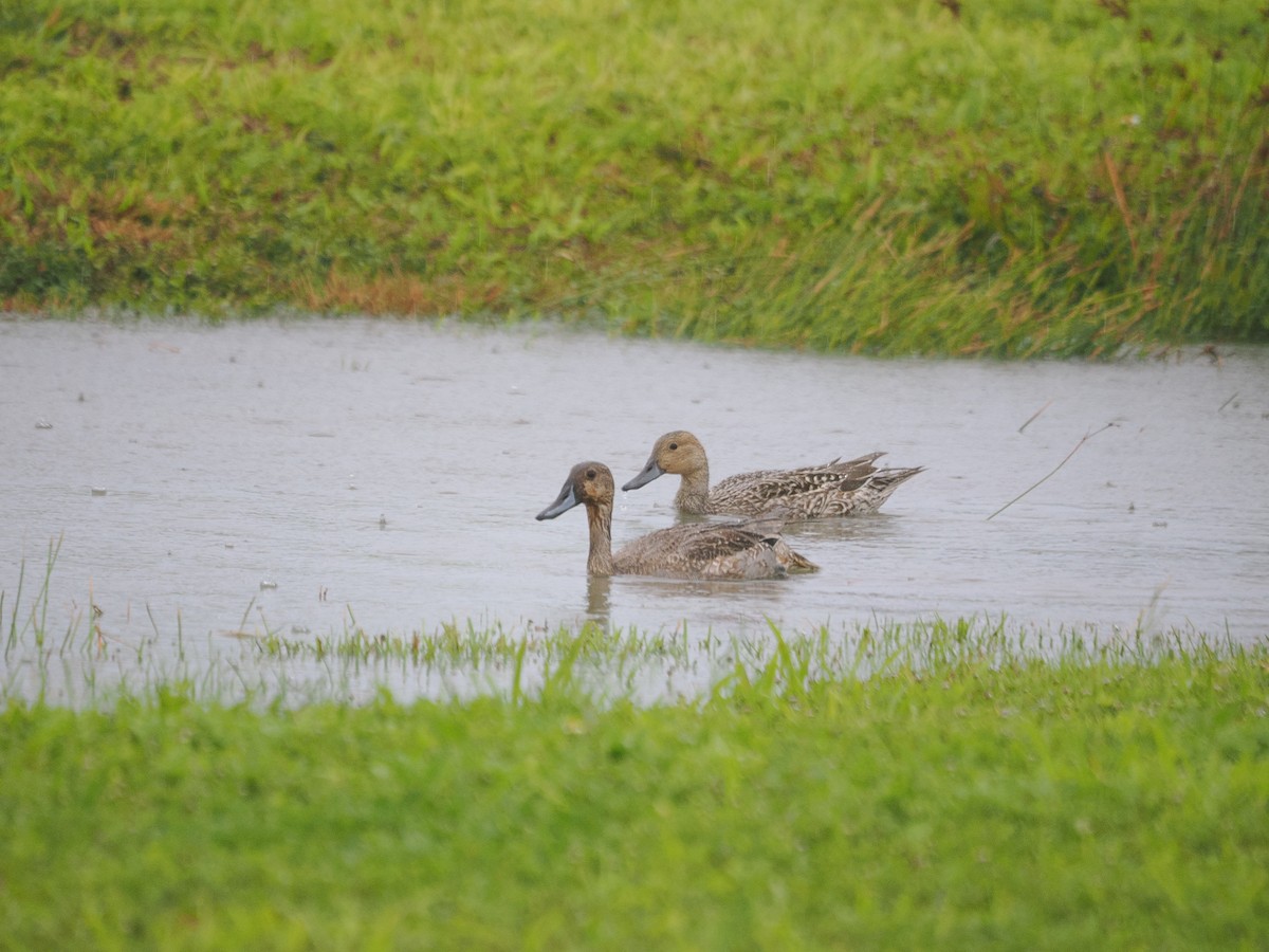ostralka štíhlá - ML626770480