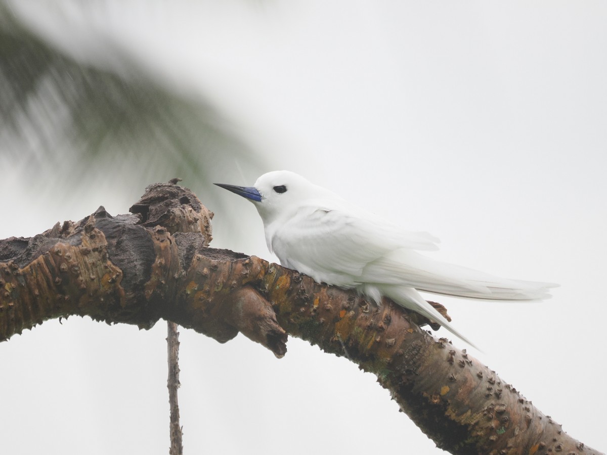 nody indopacifický - ML626770503