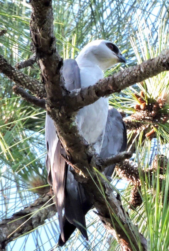 Mississippi Kite - ML62677051