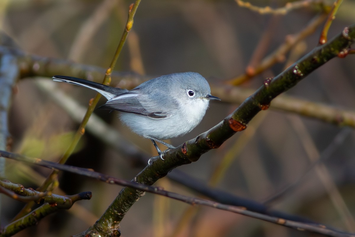 Blue-gray Gnatcatcher - ML626770565