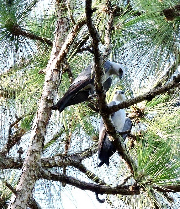 Mississippi Kite - ML62677061