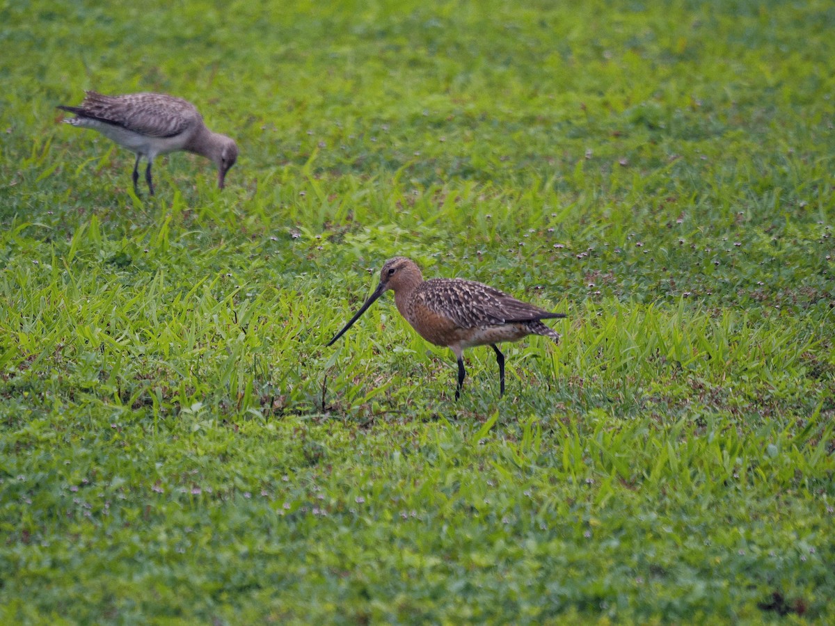 břehouš rudý - ML626770795