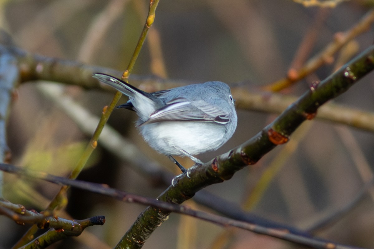 Blue-gray Gnatcatcher - ML626770892