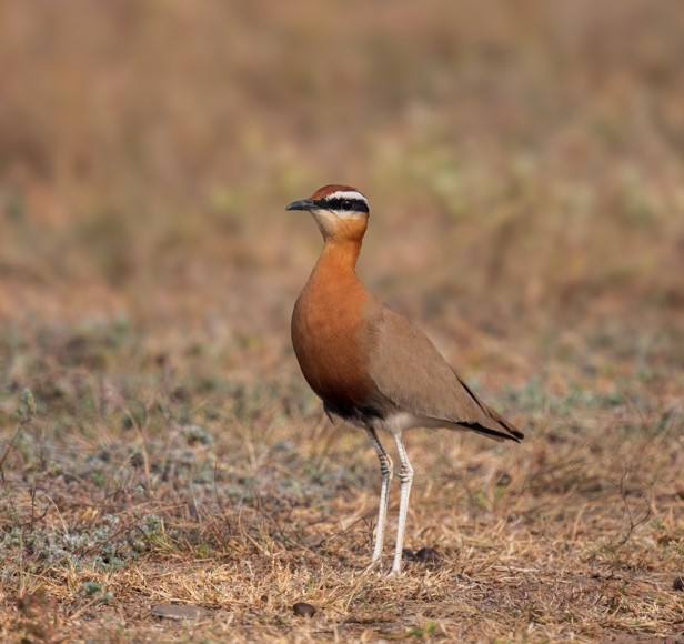 Indian Courser - ML626770914