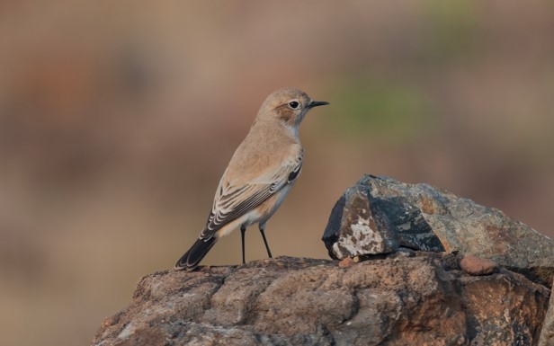 Цөлийн чогчиго - ML626770938