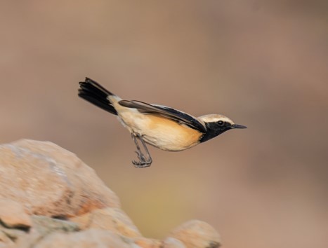 Цөлийн чогчиго - ML626770939