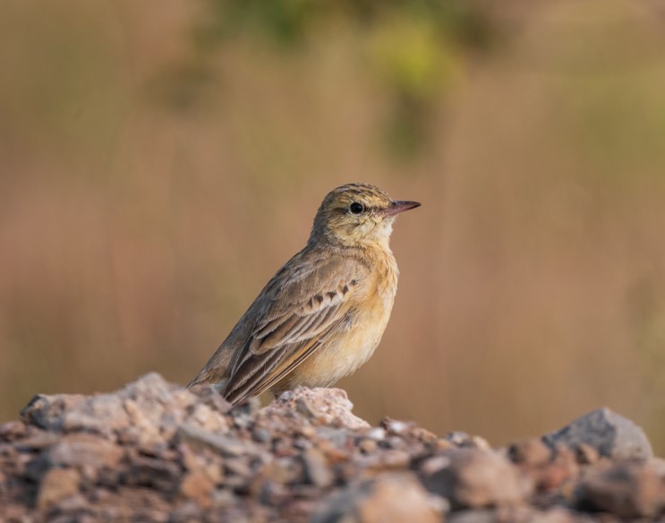 Талын шийхнүүхэй - ML626770942
