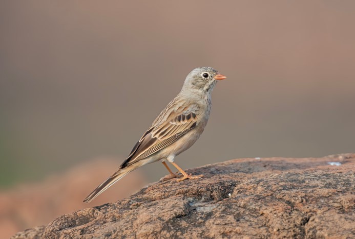 Хөхлөрийн хөмрөг - ML626770944