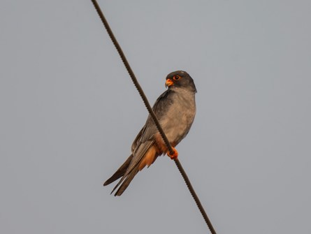 Амарын шонхор - ML626770965