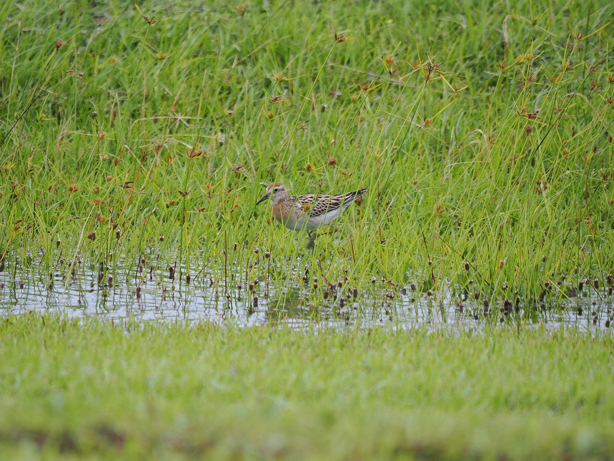 jespák klínoocasý - ML626771043