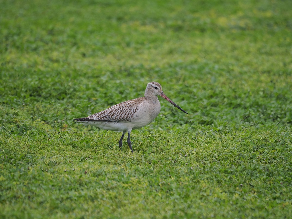 břehouš rudý - ML626771068