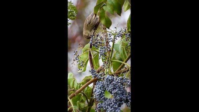 House Finch - ML626771243