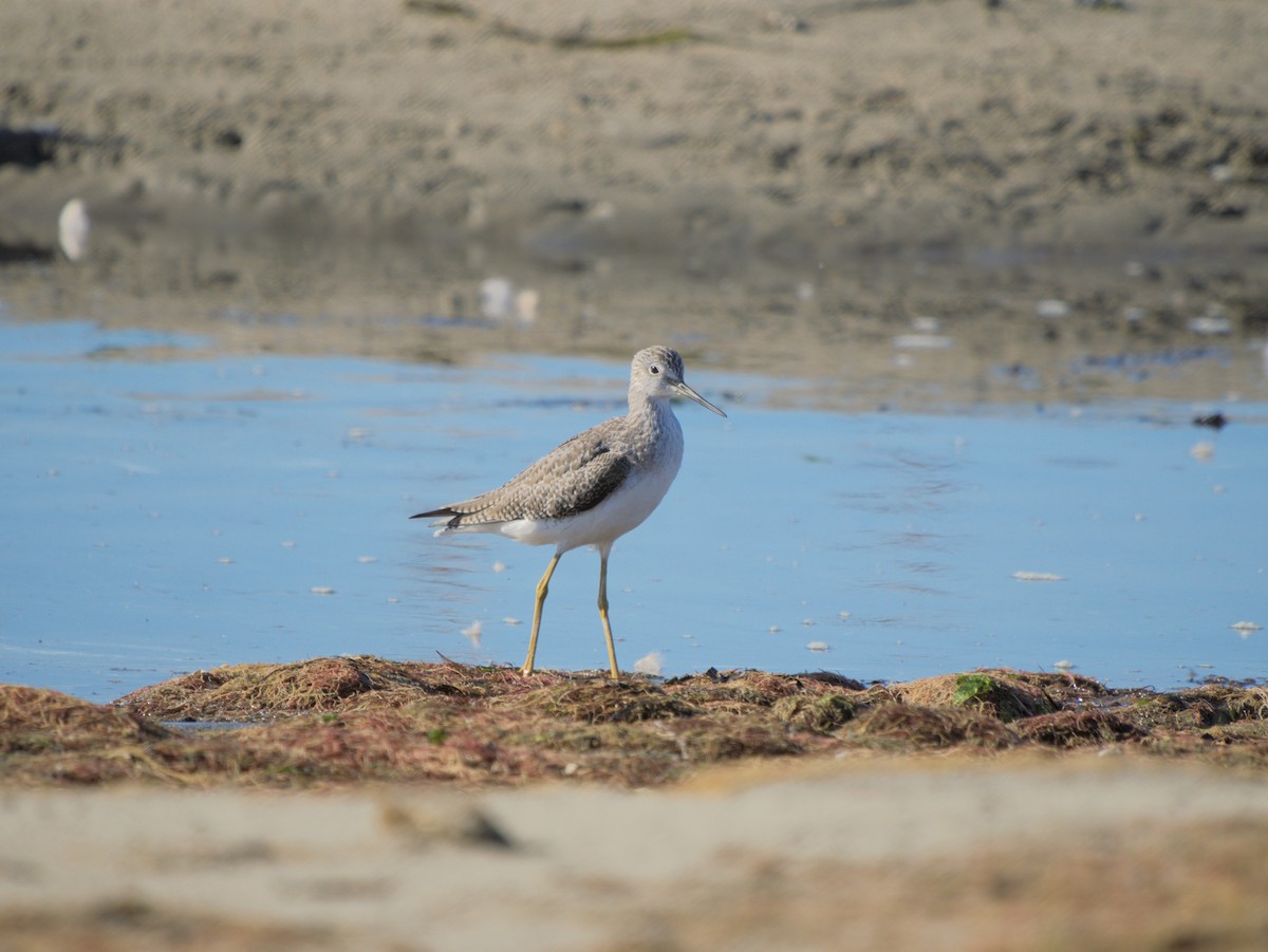 Lesser/Greater Yellowlegs - ML626771254