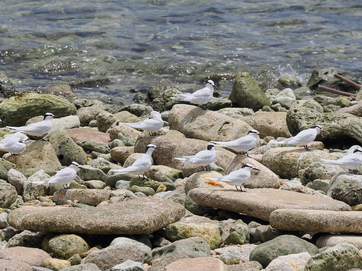 rybák bělotemenný - ML626771332