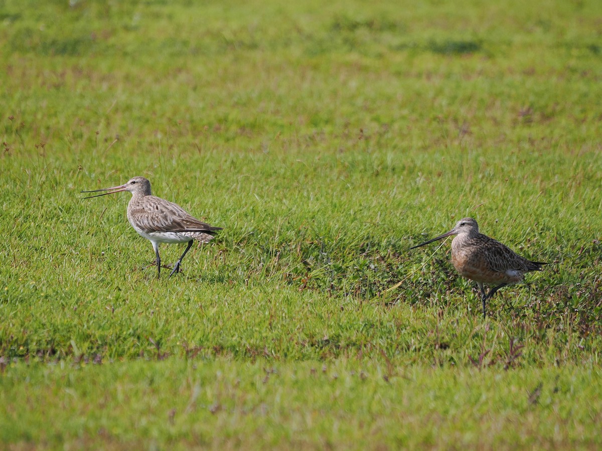 břehouš rudý - ML626771487