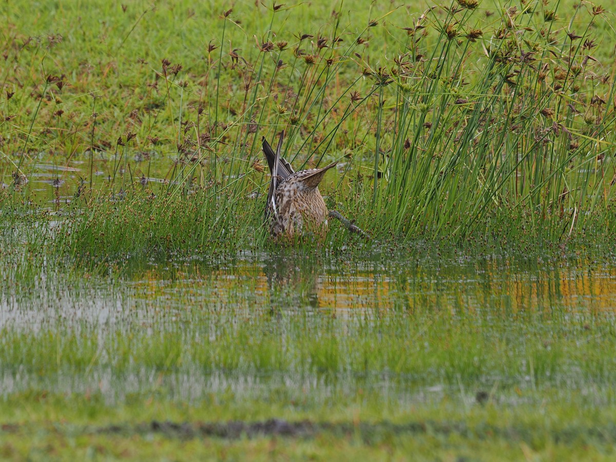 ostralka štíhlá - ML626771631