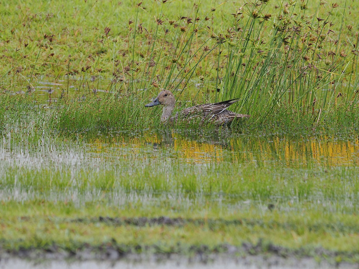 ostralka štíhlá - ML626771643