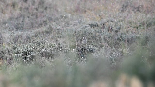 Cape Long-billed Lark (Cape) - ML626771685