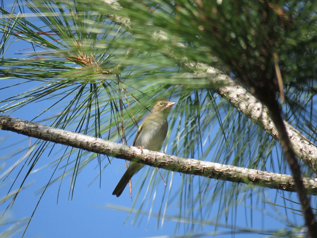 Chipping Sparrow - ML626771739